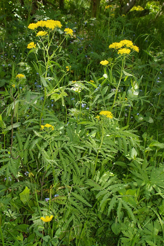 Hugueninia tanacetifolia/Hugueninia comune